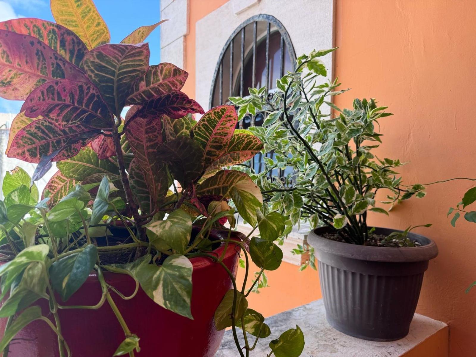 Hotel Casa Mallorca Канкун Экстерьер фото
